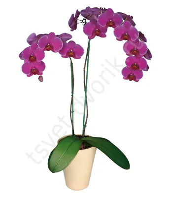 Phalaenopsis Anth. Murcia 2 stem | Phalaenopsis | Phalaenopsis | Цветущие комнатные  орхидеи | Цветущие комнатные растения | Комнатные растения | All products |  OZ Planten