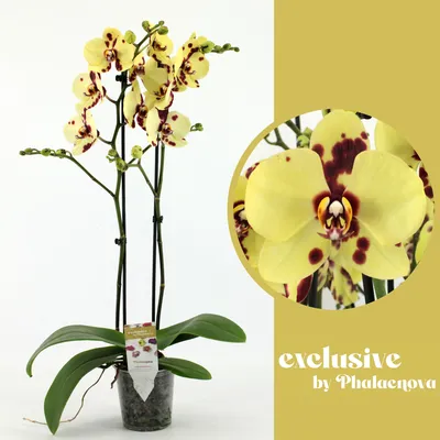 Phalaenopsis Multi. Beaution | Phalaenopsis Multiflora | Phalaenopsis  Multiflora | Цветущие комнатные орхидеи | Цветущие комнатные растения | Комнатные  растения | All products | OZ Planten