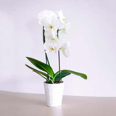 Phalaenopsis yellow Romee stage 2-3 2 stem | Phalaenopsis | Phalaenopsis |  Цветущие комнатные орхидеи | Цветущие комнатные растения | Комнатные  растения | All products | OZ Planten