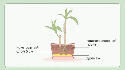 Комнатные пальмы купить по низким ценам в Москве | Растения пальмы комнатные  в интернет-магазине КупиКашпо с доставкой по РФ