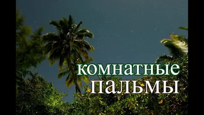 Какую пальму выбрать для дома: 15 экзотов для тропического интерьера —  Roomble.com