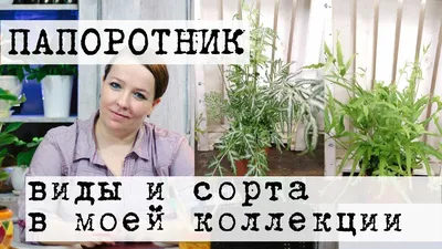 Папоротник Бостон большой свисающий - купить в Москве - интернет-магазин  GREEN OFFICE