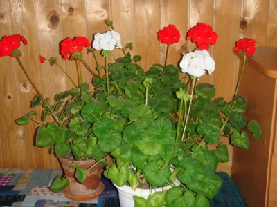 Пеларгония плющелистная (Герань) (Pelargonium peltatum) в кашпо — Рассада  цветов и овощей.