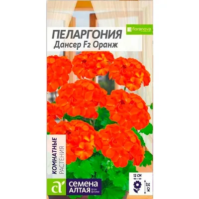 Пеларгония садовая (Pelargonium hortorum) - PictureThis