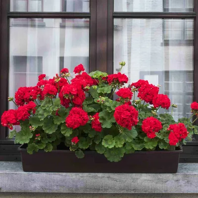 Королевская Пеларгония (Pelargonium domesticum) на 8 Марта в Питомнике  Вашутино