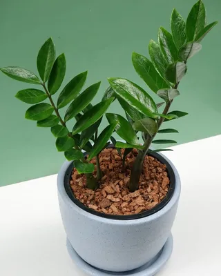 Розовые комнатные растения - хит дизайна интерьера этого года :: myPlants