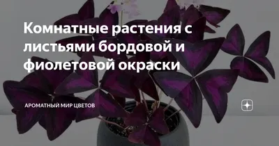 Комнатные растения с листьями бордовой и фиолетовой окраски |  Цветочный~Джем | Дзен