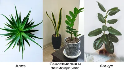 Сансевиерия - тропическое комнатное растение. Популярные виды :: myPlants