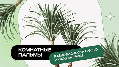 Помогите узнать название растения - Комнатные растения, фото и названия -  GreenInfo.ru