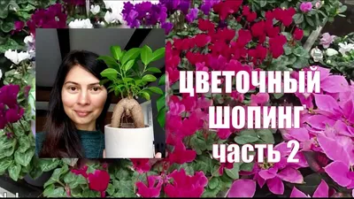 Азбука комнатных растений от А до Я. Буква А#моицветымоялюбовь#комнатн... |  TikTok