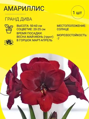 Комнатные растения | Магазин Сады Сибири – саженцы деревьев, рассада,  клубника, цветы