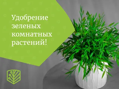 Комнатные растения: в сад на лето – какие домашние цветы можно или нельзя  перенести в открытый грунт