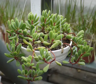 Коллекции растений ЦСБС СО РАН - Crassula rogersii Schönland – Крассула  Роджерса