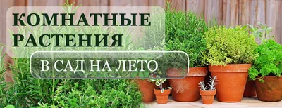 Статьи » Что означают желтые цветы