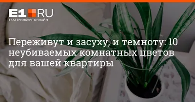 Кактус Эхинокактус крашеный микс 10/15 - Доставка свежих цветов в  Красноярске