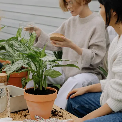 Древовидное растение панданус (Pandanus), которое еще именуют пандан,  является частью семейства Пандановые. Этот р… | Лиственные растения,  Растения, Цветы в горшках