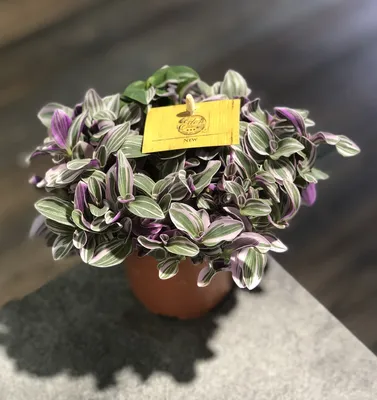 Традесканция мелколистная (Tradescantia microphylla)