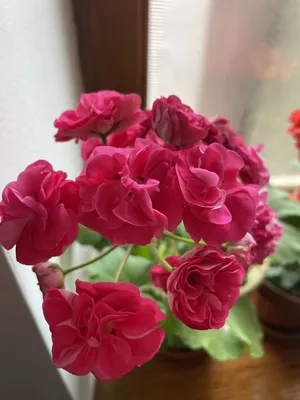 Комнатные растения, которые могут цвести круглый год