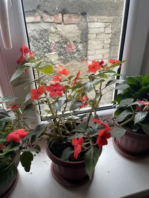 Какие бывают виды комнатных цветов | STUDIO Flores