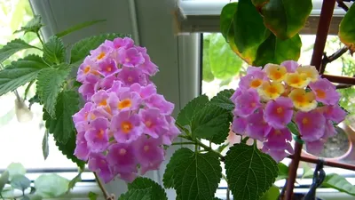 Какие комнатные растения купить себе и в подарок - Зеленая страна - Больше  идей для дома и сада