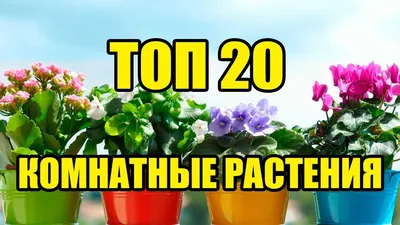 Народные советы по подкормке комнатных растений зимой от покупательницы из  Ставрополя – блог интернет-магазина Порядок.ру