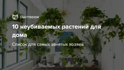 Комнатные цветы - фото и названия самых красивых растений — УНИАН