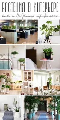 Растения, которые охлаждают интерьер | myDecor