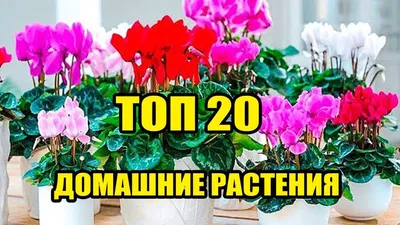 Эти комнатные растения запрещено держать в доме – они приносят несчастья -  SevastopolMedia.ru