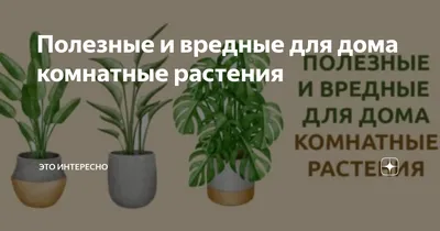 Полезные и вредные для дома комнатные растения | Это Интересно | Дзен