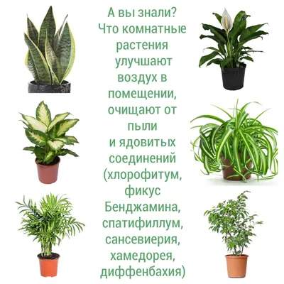 Какие комнатные цветы приносят в дом счастье и благополучие? –  Цветовод-любитель