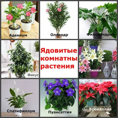 Опасные растения: какие цветы нельзя держать в квартире?