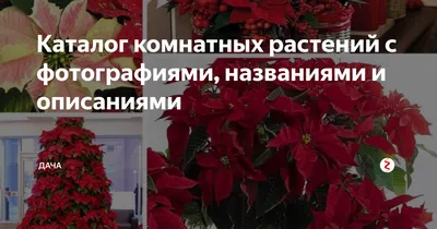 Комнатные растения, цветущие зимой на подоконнике - Добрая сила