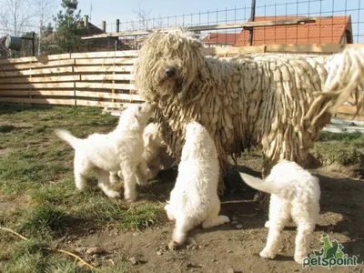 Комондор (Венгерская овчарка) / Komondor (Hungarian Komondor, Hungarian  Sheepdog) - PetsPoint.ru