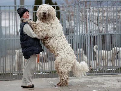 Комондор: РЕДКИЕ ПОРОДЫ | Dog People: Собаки и Люди | Дзен