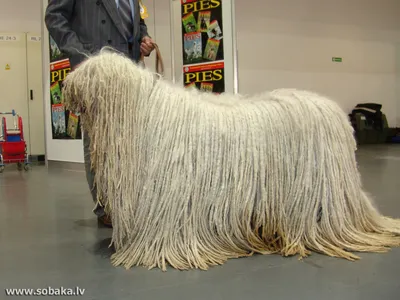 Комондор (Komondor) - это большая, храбрая и преданная порода собак. Фото,  отзывы и описание.