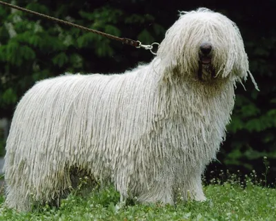 Собака комондор (фото): Царь среди пастухов | Komondor dog, Komondor, Dog  breeds