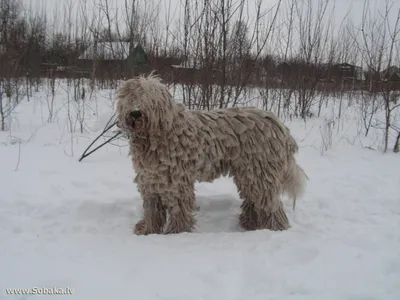 Комондор (Komondor) - это большая, храбрая и преданная порода собак. Фото,  отзывы и описание.