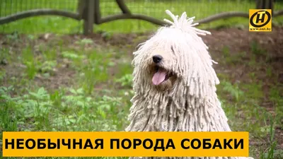 Файл:Komondor IMG 0329.JPG — Википедия