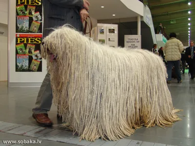 Komondor - Wikimedia Commons