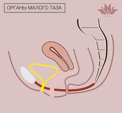 Ягодичный мостик: что это, чем полезен, техники | РБК Life