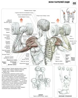 Упражнения с гантелями на мышцы спины. Использованы фотографии из книги Ф.  Делавье \"Анатомия силовых упражнений\".