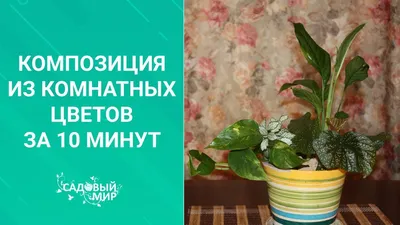 Новости - Подарочные композиции из комнатных растений