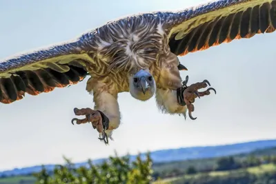 Калифорнийский кондор - eBird