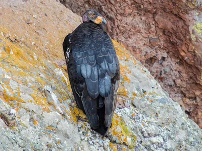 Калифорнийский кондор - eBird