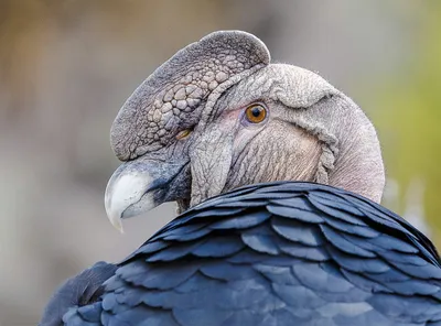 Wiki Nature - Андский кондор. А́ндский кондор (лат. Vultur gryphus) — птица  из семейства американских грифов, единственный современный представитель  монотипичного рода кондоров (Vultur). Распространён в Андах и на  тихоокеанском побережье Южной Америки.