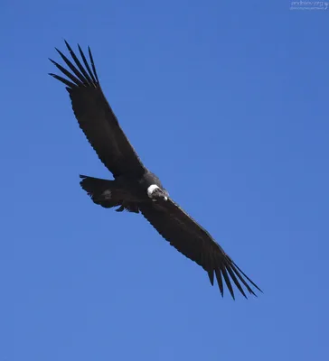 Калифорнийский кондор - eBird