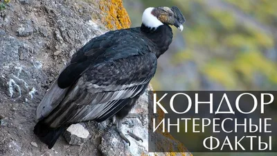 Андского Кондора (Vultur Gryphus) Сидит На Мирадор Крус-дель-Кондор В  Каньон Колка, Перу. Андский Кондор Является Крупнейшим Летающий Птица В  Мире Путем Комбинированного Измерения Веса И Размах Крыльев Фотография,  картинки, изображения и сток-фотография