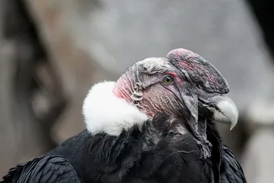 андский Condor Vultur Gryphus - самая крупная хищная птица в мире.  изолированный Стоковое Изображение - изображение насчитывающей вес,  замечание: 224218499