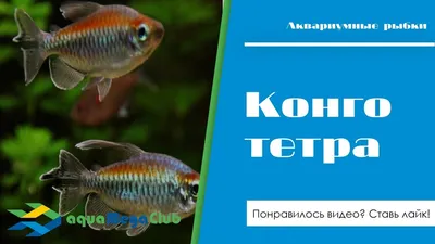 🐠 ТЕТРА КОНГО – пресноводная лучеперая рыбка из семейства Алестовые,  обитающая в тропических областях африканского континента,.. | ВКонтакте