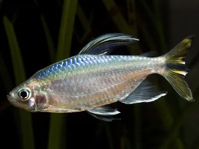 Congo Tetra Fish Phenacogrammus Interruptus Вид Рыб Африканского Семейства  Тетра стоковое фото ©cheattha 474296930